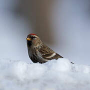 Redpoll