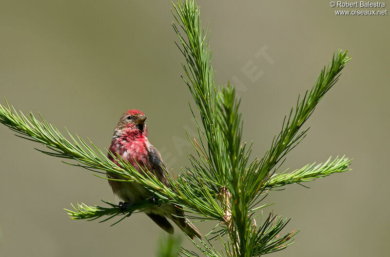 Redpoll male adult breeding, pigmentation