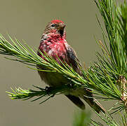 Redpoll