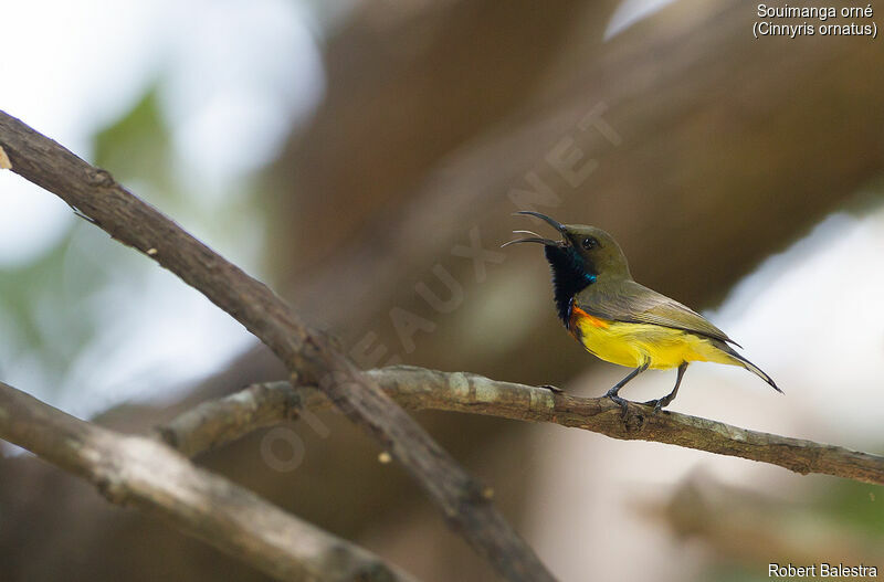 Ornate Sunbird male adult breeding, song