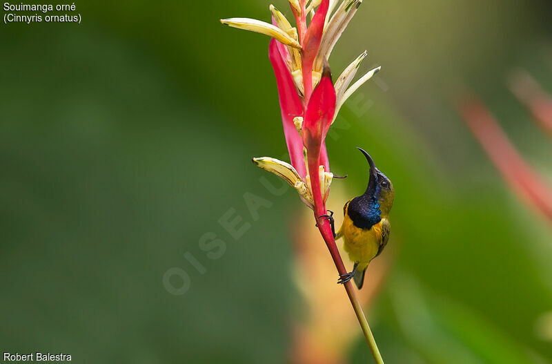 Ornate Sunbird