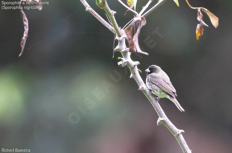 Yellow-bellied Seedeater