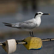 Sandwich Tern