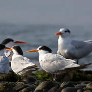 Elegant Tern