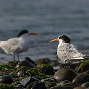 Elegant Tern