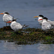 Elegant Tern