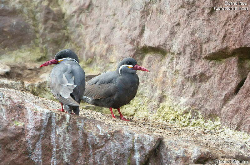 Inca Tern