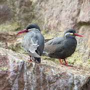 Inca Tern