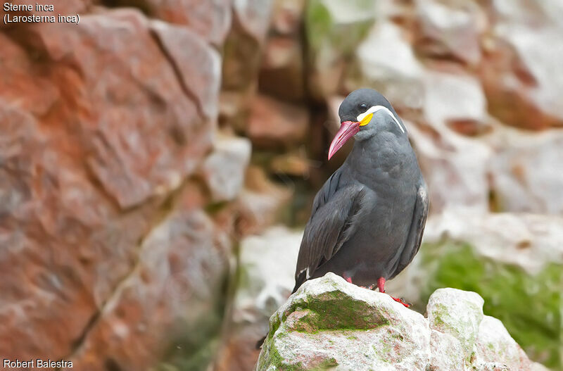 Inca Tern