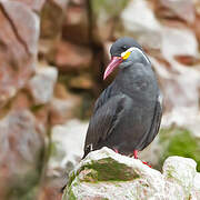 Inca Tern