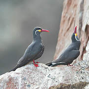 Inca Tern