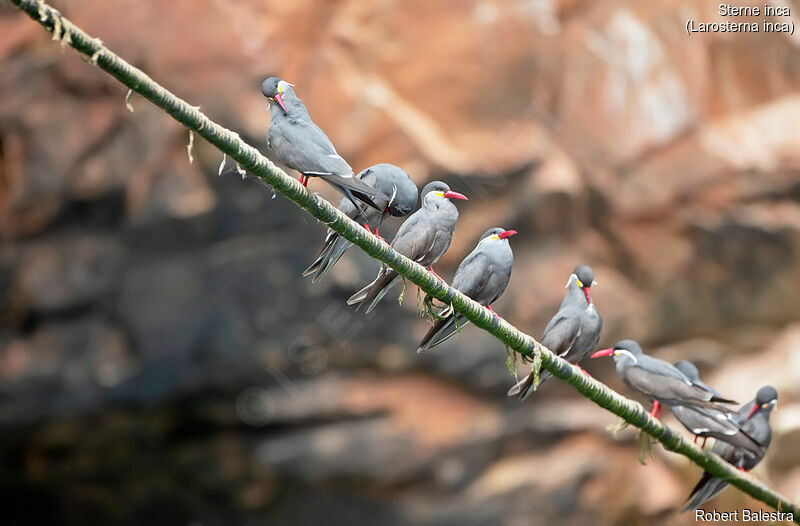 Inca Tern