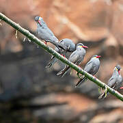 Inca Tern