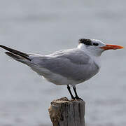 Royal Tern