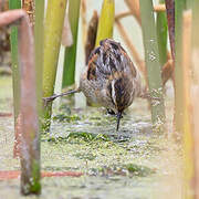 Wren-like Rushbird