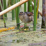 Wren-like Rushbird