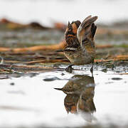 Wren-like Rushbird