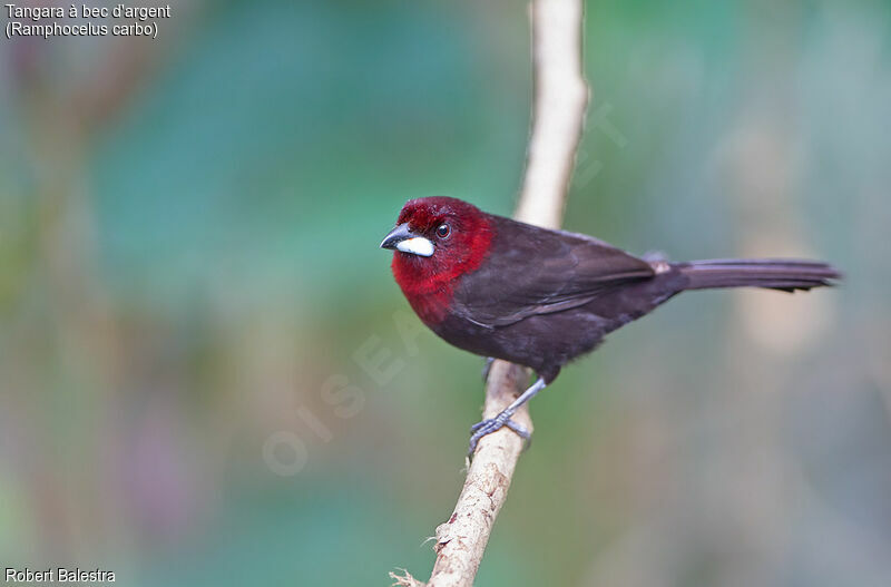 Silver-beaked Tanager