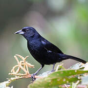 White-lined Tanager