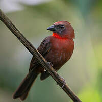 Tangara à gorge rouge