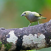 Palm Tanager