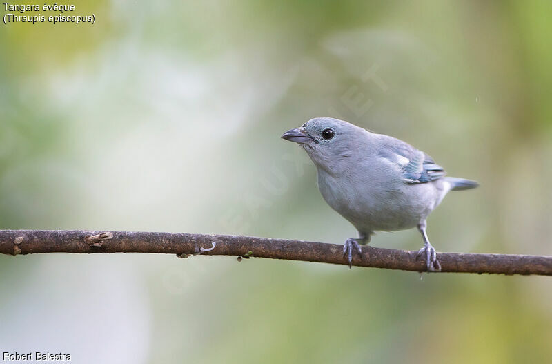 Blue-grey Tanager