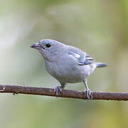 Blue-grey Tanager