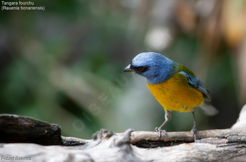 Blue-and-yellow Tanager