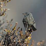 Yellow-billed Tit-Tyrant