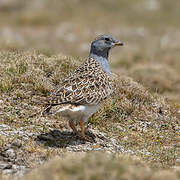 Grey-breasted Seedsnipe