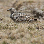 Grey-breasted Seedsnipe