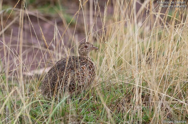 Tinamou de Darwin