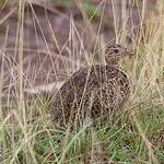 Tinamou de Darwin