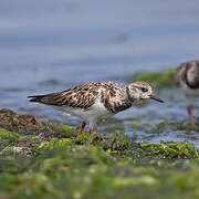 Ruddy Turnstone