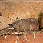 Eared Dove