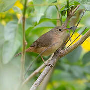 Southern House Wren