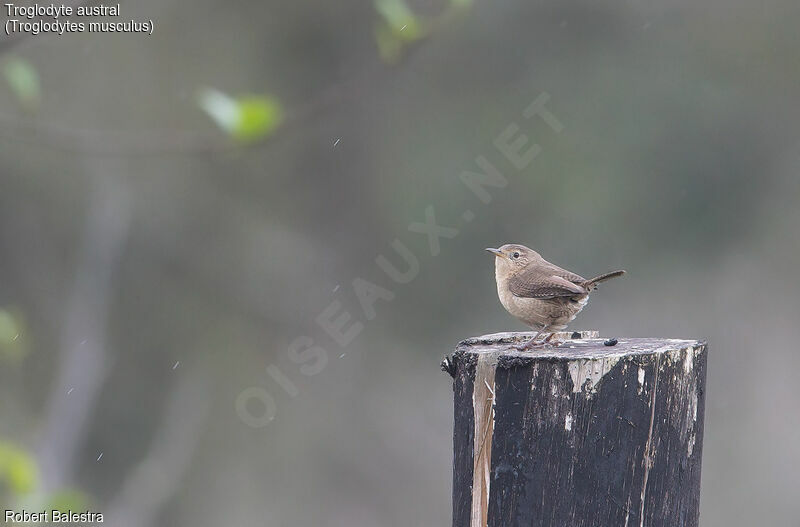 Southern House Wren