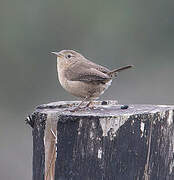 Southern House Wren