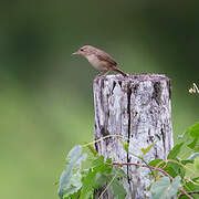 Southern House Wren