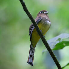 Trogon de Cabanis