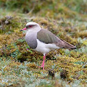 Andean Lapwing