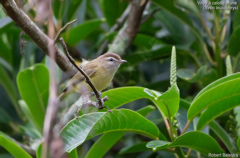 Brown-capped Vireo