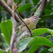 Brown-capped Vireo