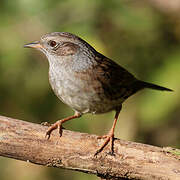 Dunnock