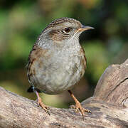 Dunnock