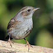 Dunnock