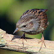 Dunnock