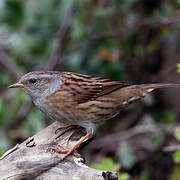 Dunnock