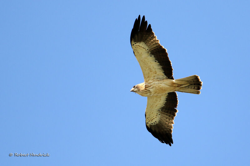 Aigle botté