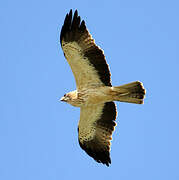 Booted Eagle